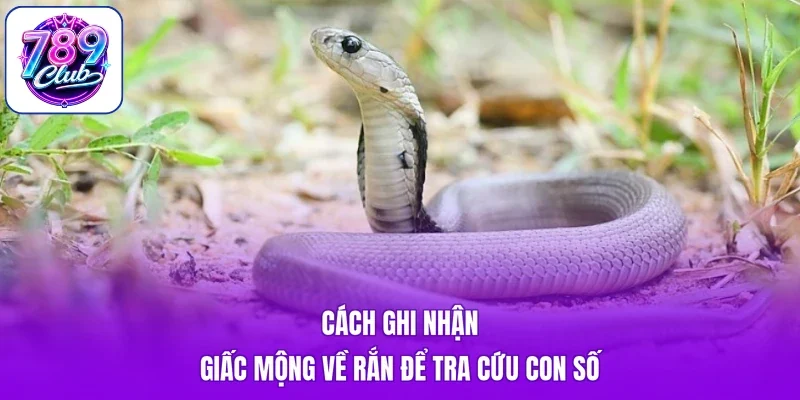 Cách ghi nhận giấc mộng về rắn để tra cứu con số